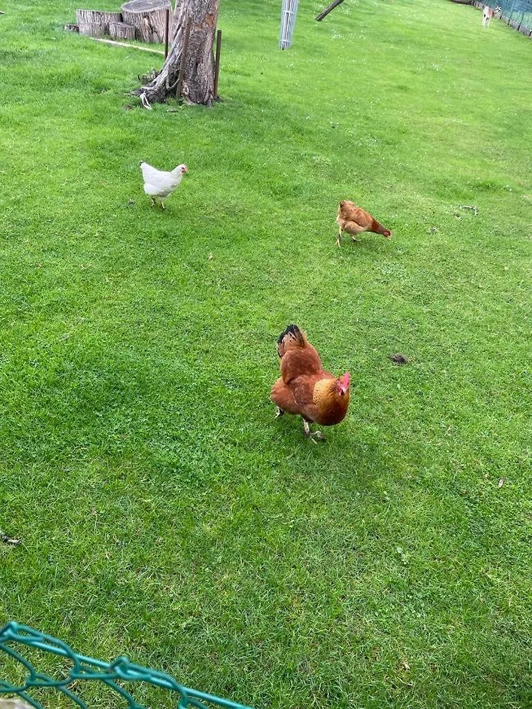 Gasthuis B&B Den Biesthoek Grimbergen België